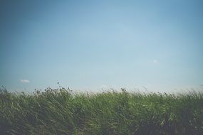 fascinating Green Summer