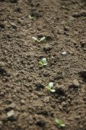 tiny green seedlings