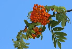 stunningly beautiful Rowan