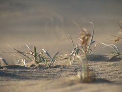 grass in a desert close-up