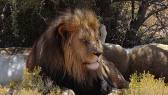 lion in nature of a south africa