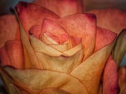 pink and orange rose petals