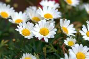white daisy bush in the meadow