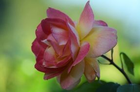 Pink Yellow Rose in nature