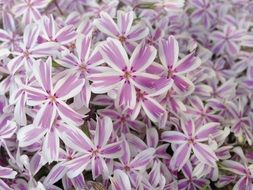 picturesque Phlox Plant