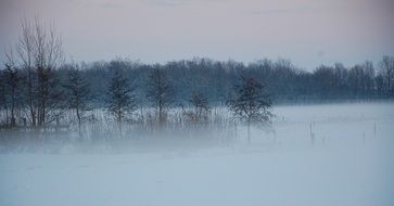 trees without leaves during a snowstorm