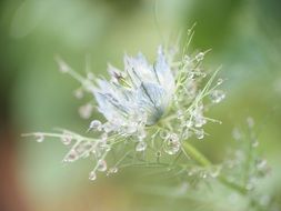 Macro Photo of Flowers After The Rain