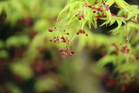 branch with green leaves and red berries