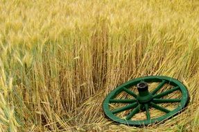 Wheel on wheat in the summer