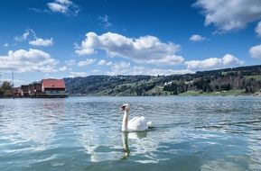swan on a lake under white clouds