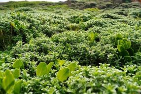 Shrub Seaside Green Leaves