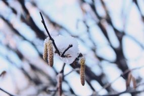 branch with buds in the snow closeup