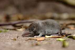 Shrew Grey Mouse