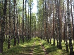 Narrow road in a forest