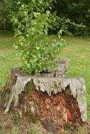 young tree branches on the stump