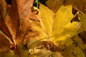 Beautiful yellow and orange flowers in light in autumn