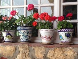 potted geranium blooming at window