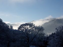 trees against the backdrop of foggy mountains in France