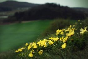 yellow flowers on a hillside