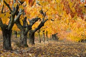 A lot of the beautiful trees with the beautiful leaves in autumn