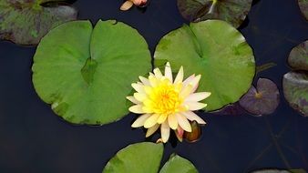 yellow flower on the pond
