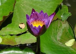 purple water lily is a tropical plant