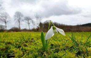 snowdrop in a green meadow in a Luxembourg park