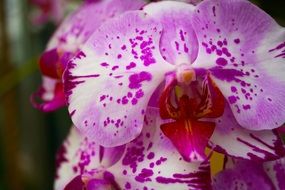 white orchid flower with pink spots