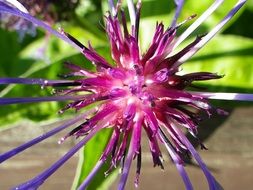 purple spring flower close-up
