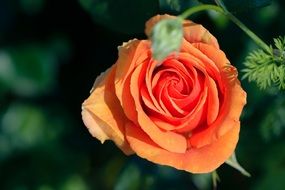 orange rose inflorescence