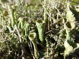 moss like snorquel
