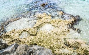 corals are reefs in the tropics