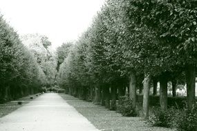 black and white photo of a path in a park with trees