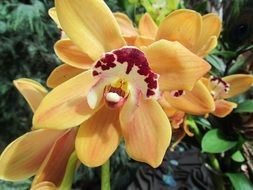 orange orchid flowers