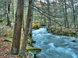 Stream Forest River