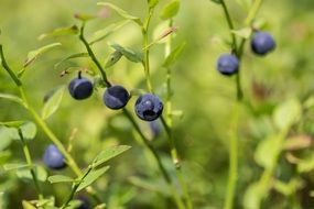 Finnish blueberries in the forest