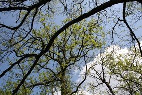 incredibly handsome Tree Branches