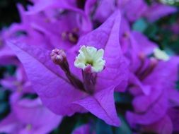 picturesque Bougainvillea Flower