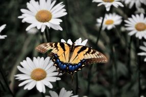 Flower Butterfly