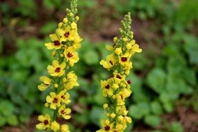 yellow flowers in the garden in the meadow