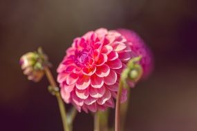 pink dahlia with buds in a blurry background