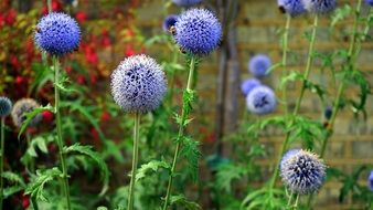 picturesque blue ball Flower