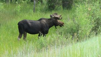 black moose on a green meadow