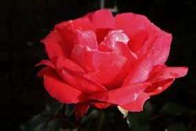 red garden rose in water drops