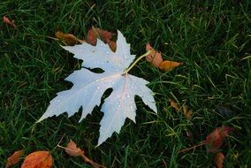 Sheet Autumn