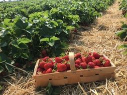 strawberries in a basket on the field