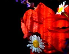 Spring Nature red Poppy
