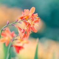 spring orange flower on blurred background