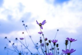 Potpourri Aroma