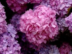 Blossoming beautiful hydrangea flowers